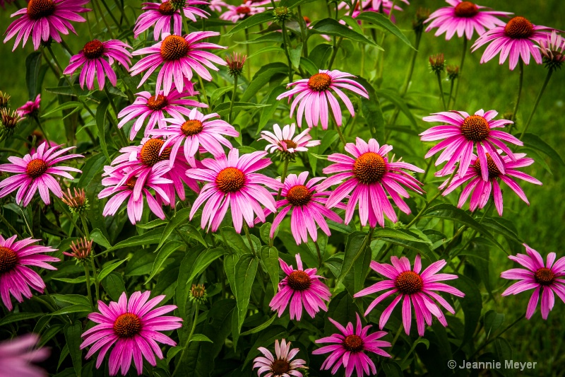 I see Pink Daisies