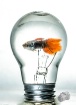 Fish on Bulb 
