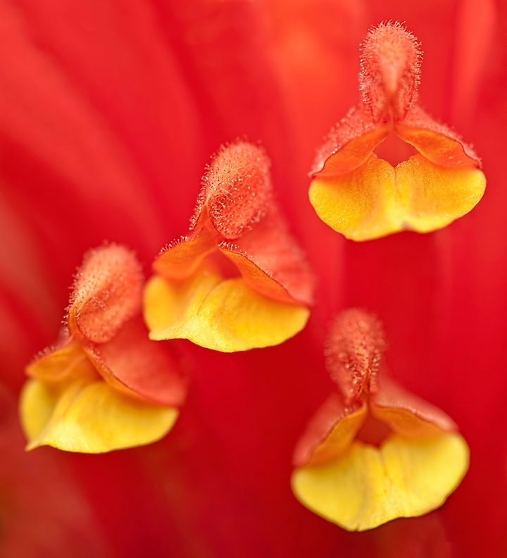 Red & Yellow Details