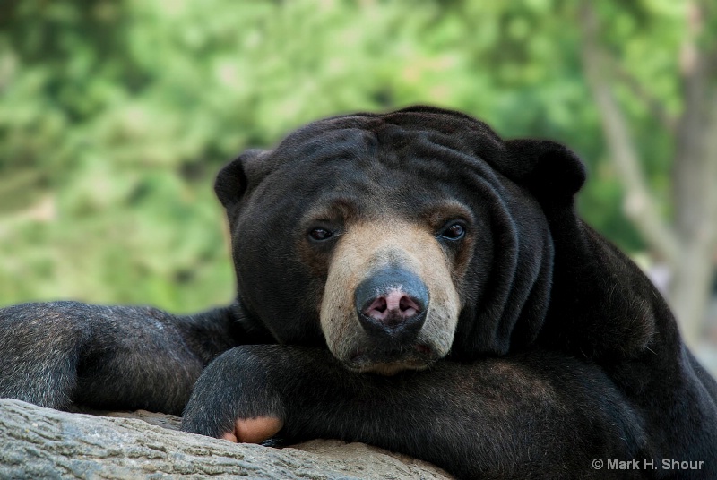 Sun Bear Portrait