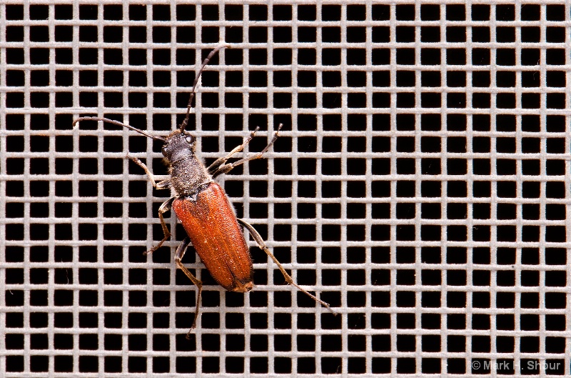 img7