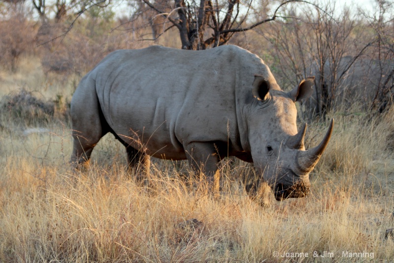 Rhino - Sadly Endangered Species