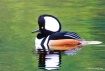 Male Hooded Merga...
