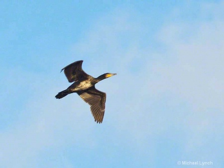 Great Cormorant in Flight