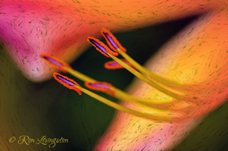 Stamen Magic