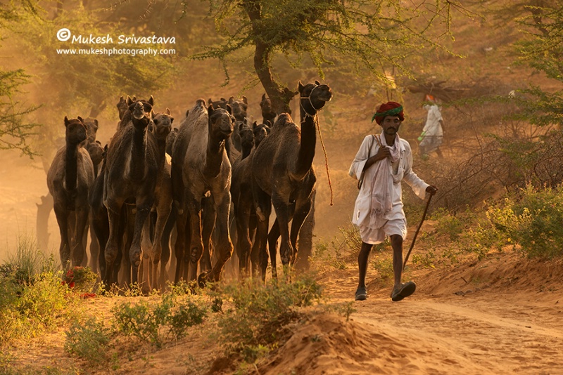 Camel Caravan-3