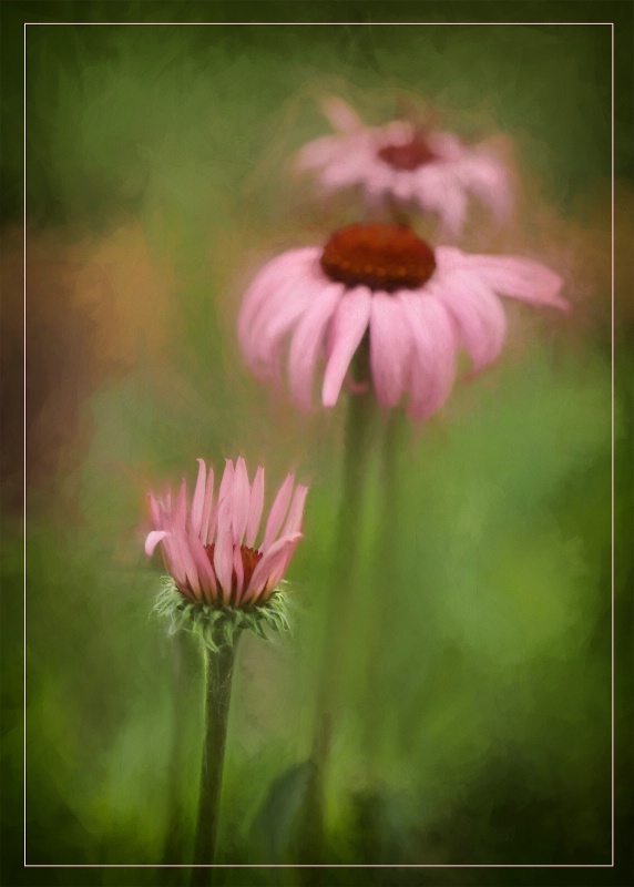 coneflower trio