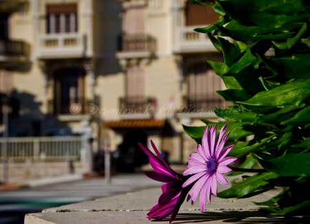 ~ ~ FLOWERS BY THE WAYSIDE ~ ~