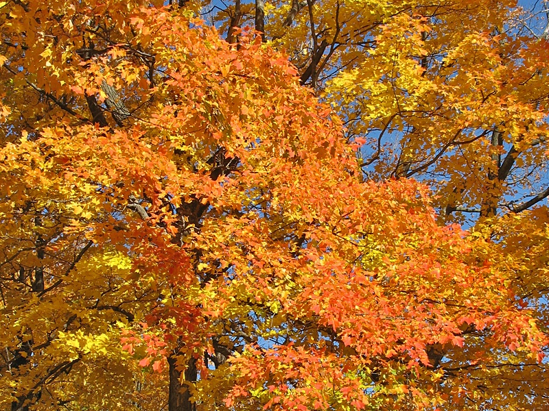 Rich Fall Colors