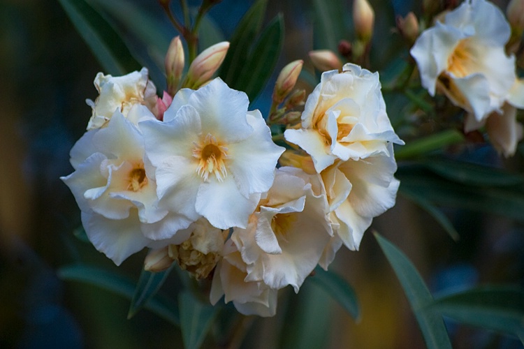 Oleanders