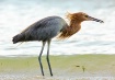 Reddish Egret in ...