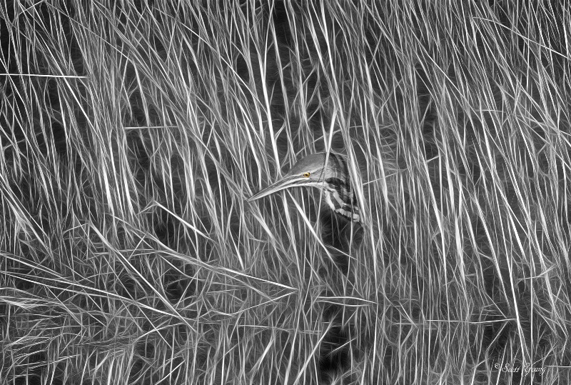 Bittern in the Reeds; Chincoteague, Va