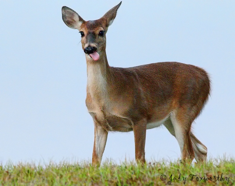 Florida Deer