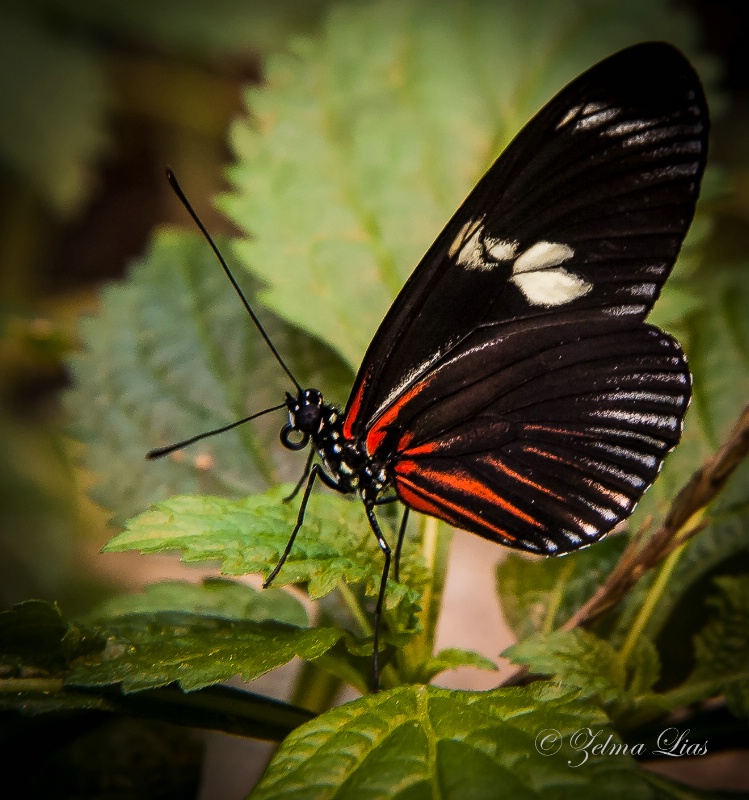 Black Butterfly with Flashes of Red