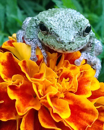 Flower Frog