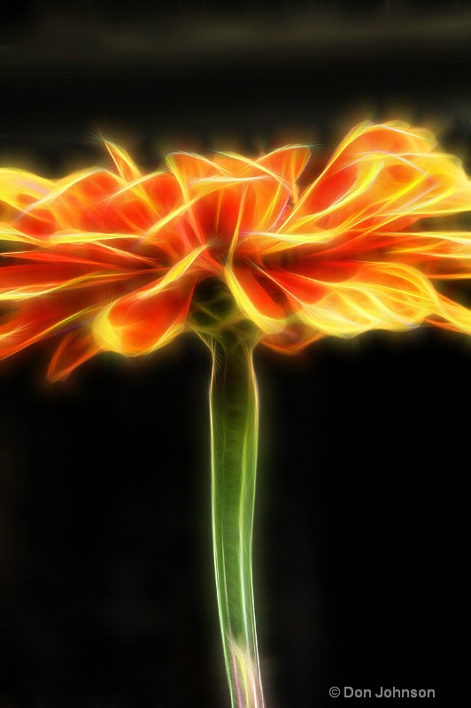 Artistic Orange Flower Profile 297