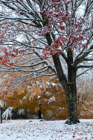 snow covered tree