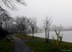 Fog In The Park