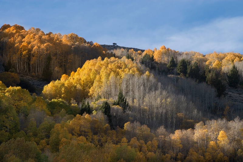 Aspen hillside