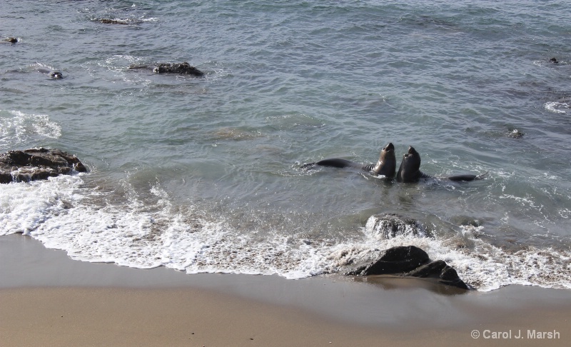 Elephant seal duet