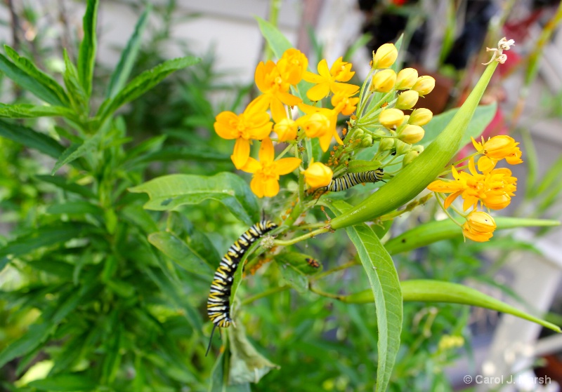 The beginnings of a Monarch butterfly