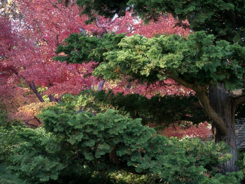 Hakone Garden