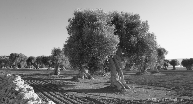 Oliven bei Savelletri, Apulien - ID: 14769425 © Sibylle G. Mattern
