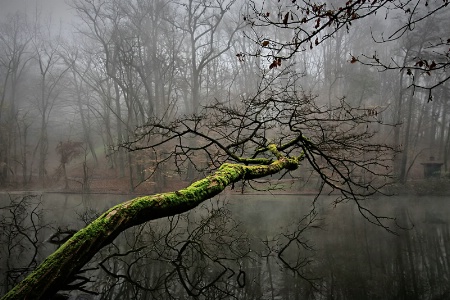 Hanging Branch