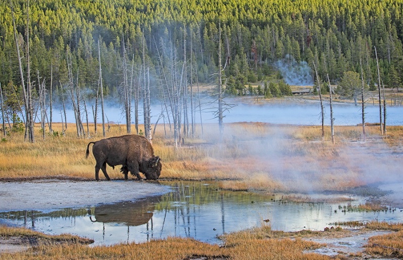 Bison Drinking from a Thermal Pool