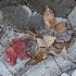 © Elliot Barnathan PhotoID# 14770794: Zion Patterns 11