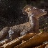 © Elliot Barnathan PhotoID# 14770815: Zion Wildlife 8