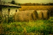 Indiana Harvest
