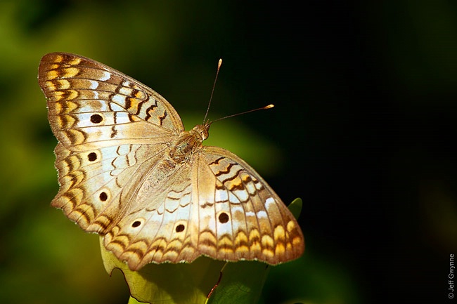 White Peacock Butterfly - ID: 14771231 © Jeff Gwynne