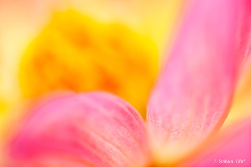 Dahlia Detail 2