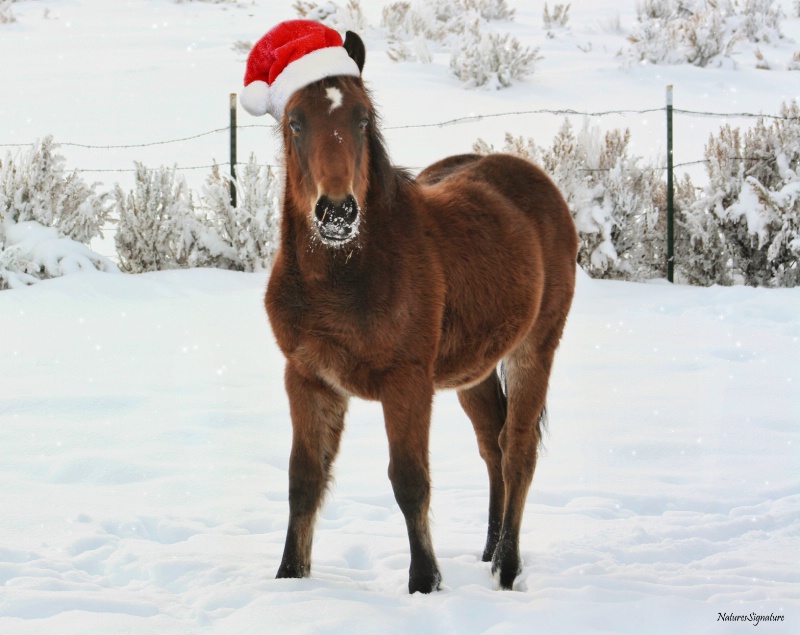 ~ Holiday Horse ~ - ID: 14772492 © Trudy L. Smuin