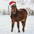 © Trudy L. Smuin PhotoID# 14772492: ~ Holiday Horse ~