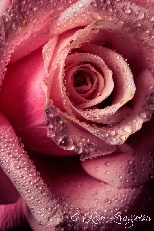 Rose Tears