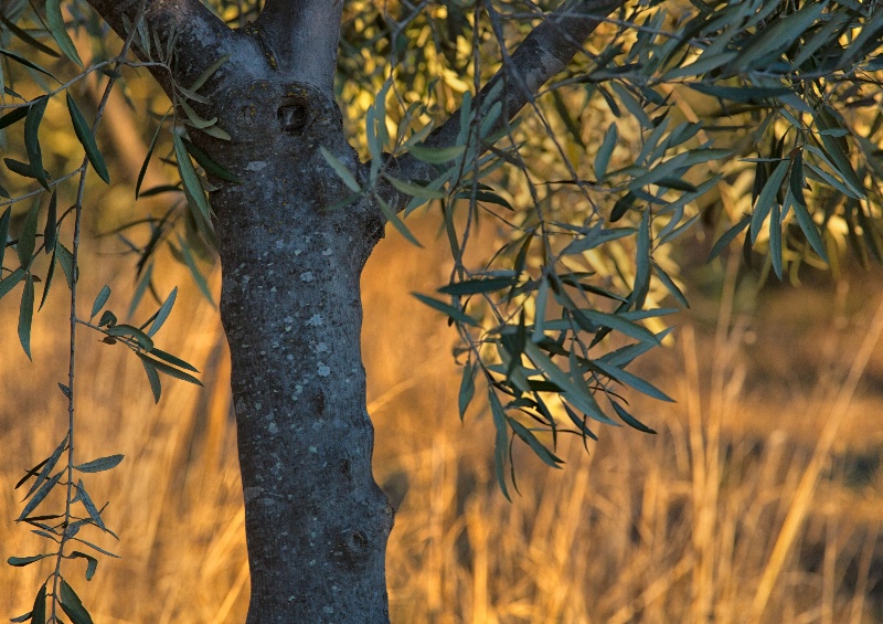 Olive Orchard (telephoto)