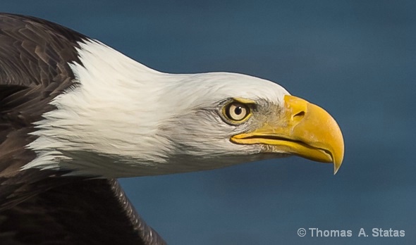 Eagle 4 U - ID: 14772937 © Thomas A. Statas