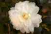 warm camellia