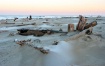 Driftwood