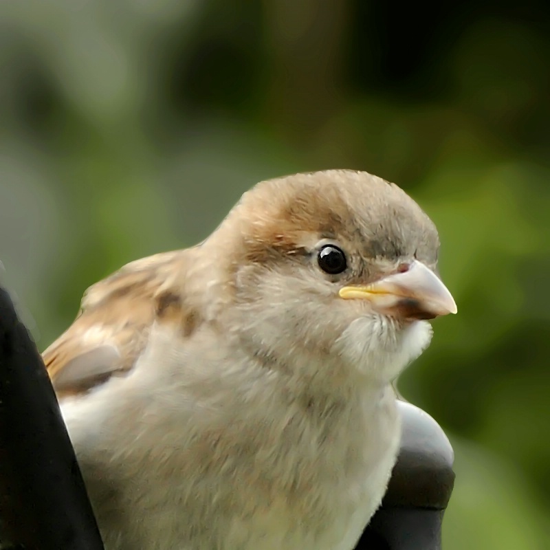 Portrait of a Sparrow