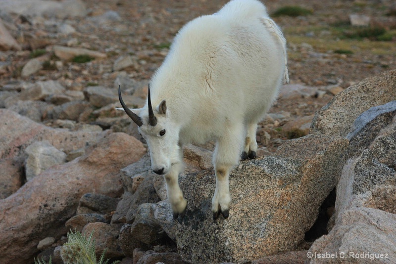 Goat Climbing Down