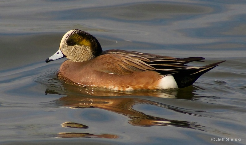 Crusing In The Light, American Wigeon 