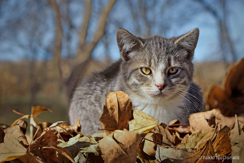 Farm Cat in Autumn #1