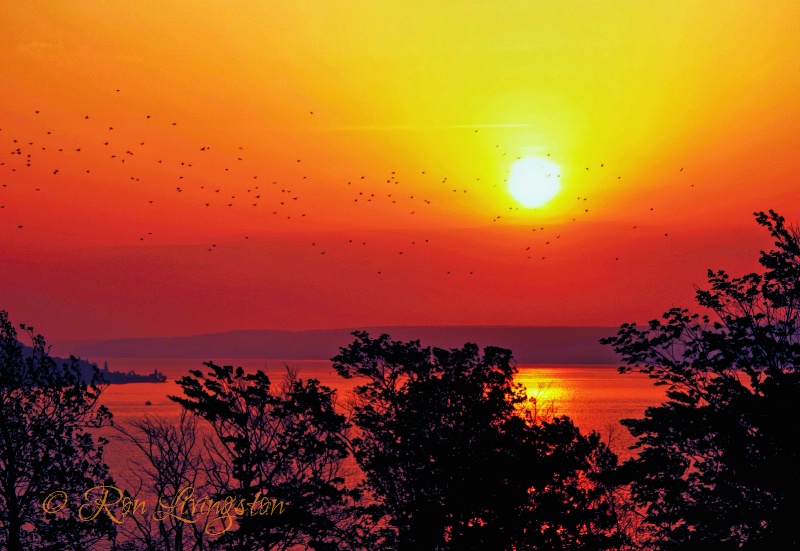 Jays at Sunrise