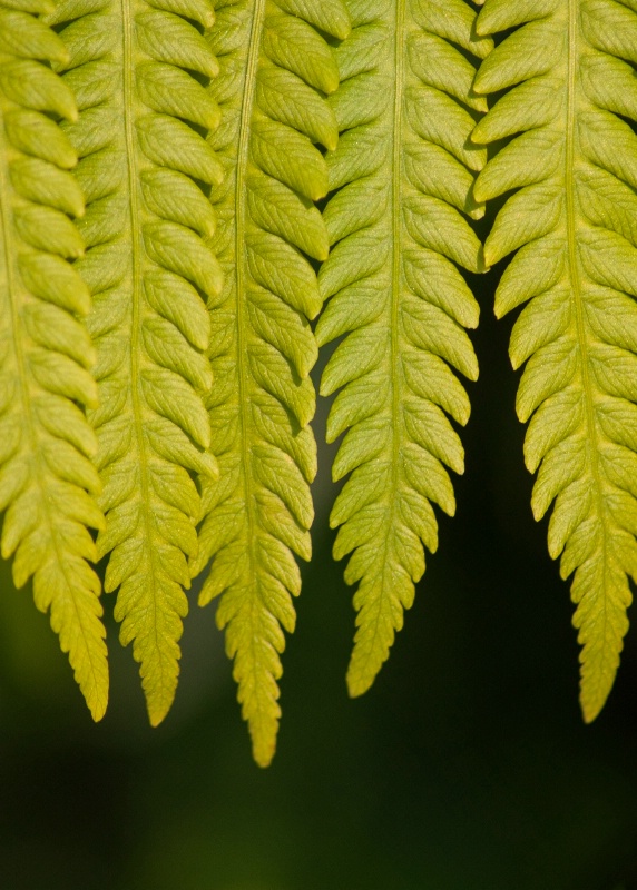 Drooping Ferns