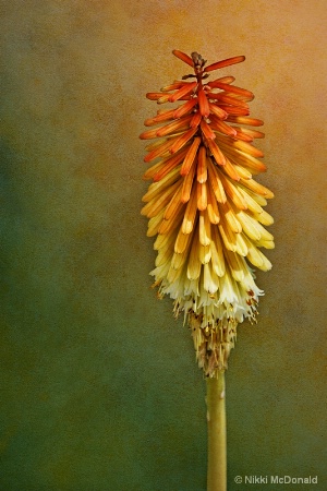 Red Hot Poker