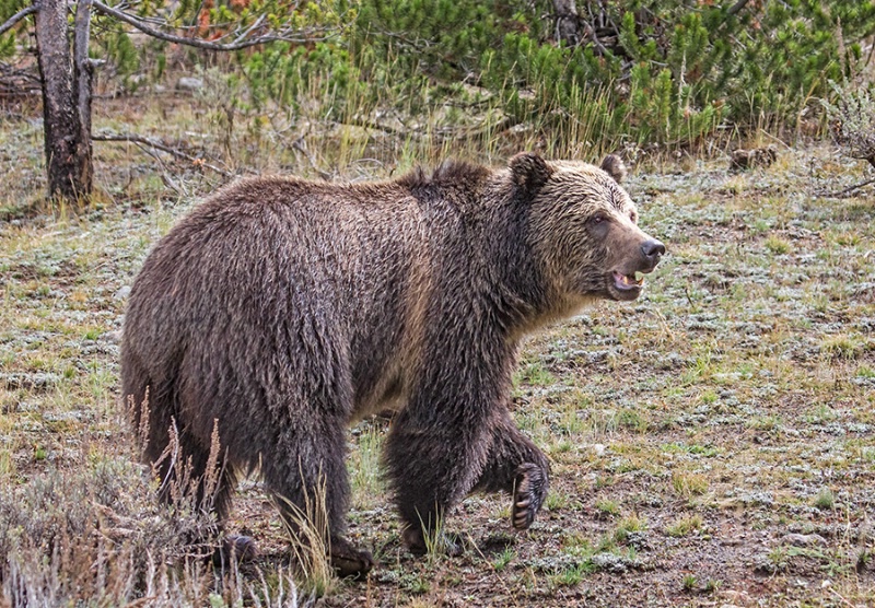 Yellowstone Grizzly 