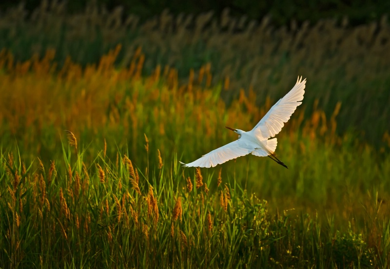 Egret at Bear Swamp - ID: 14774288 © Bob Miller